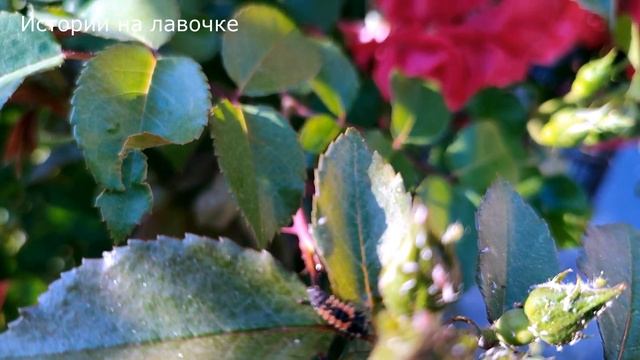 ? Сложно когда муж такой ревнивый...еще и лечи его после этого ... смотреть онлайн