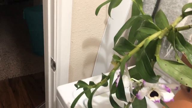 Dendrobium Nobile Lucky Bird ‘Holiday’ Orchid смотреть онлайн