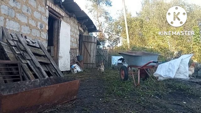 Наконец-то пересилил поросята.‼️ Какой вес в 5⃣ недель ‼️ смотреть онлайн