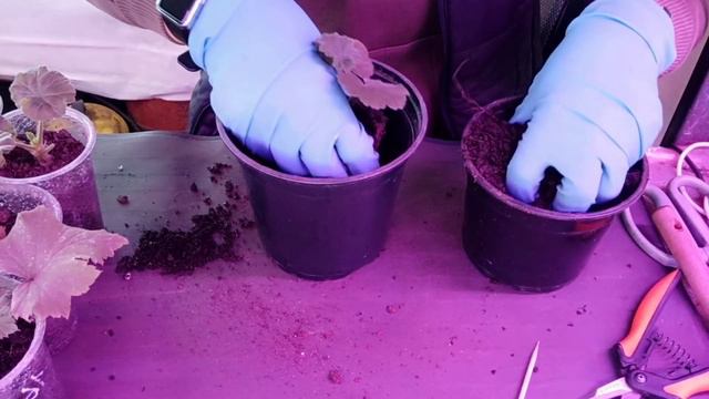 Перевалка укорененных бегоний и пеларгоний, в больший объем. смотреть онлайн