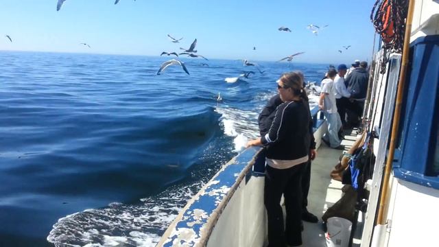 Морская рыбалка в Калифорнии 4 (возвращение) смотреть онлайн