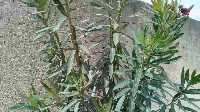 Espirradeira (Nerium Oleander) Planta Linda Mais Perigosa.