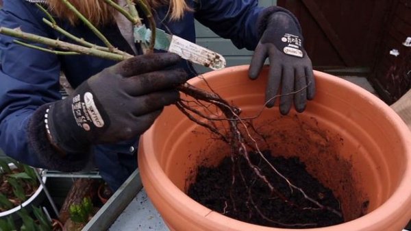 Unboxing David Austin Roses  🌹💗| Planting Bare Root Roses In Containers