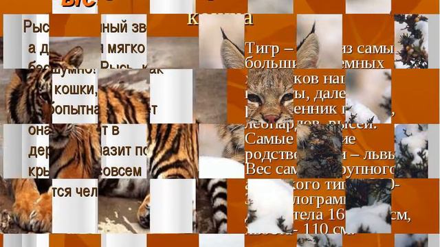 Все лесные звери России !!! смотреть онлайн