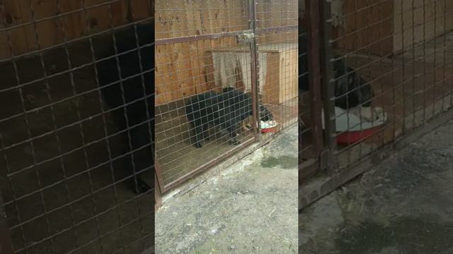 10 приют  жители приюта 2.01.2020