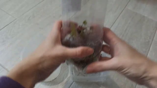 Черенкование клематиса осенью смотреть онлайн