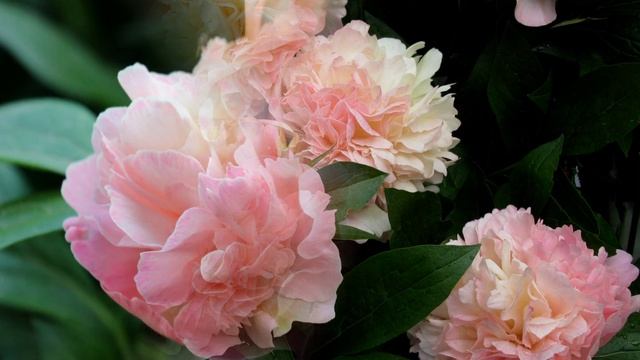 Peony Lois Choice /  Пион Луис Чойс