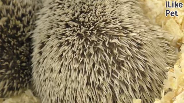 5 самых популярных мифов о ежах на ilikepet смотреть онлайн