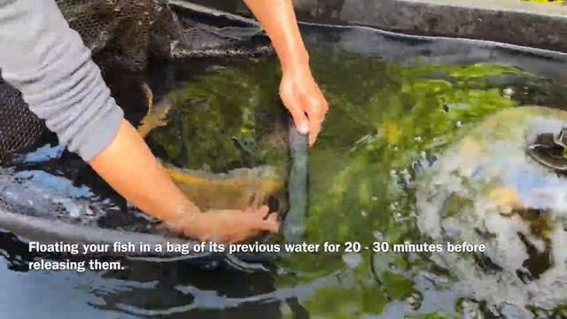 Why and how to quarantine new koi fishes? Aquascape | Salt | Parasites смотреть онлайн