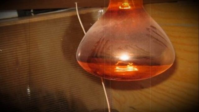 Обогрев цыплят в домашних условиях смотреть онлайн