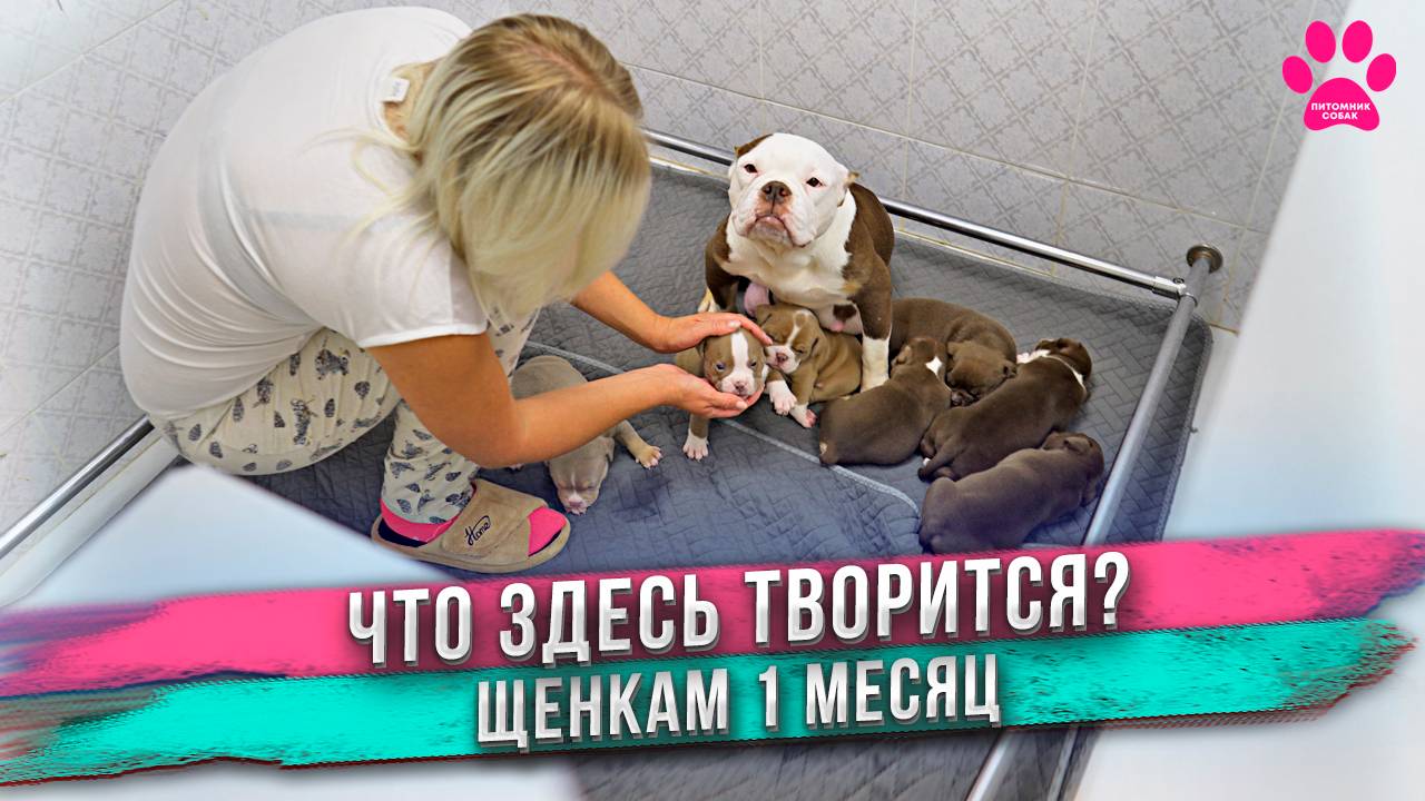 Собака вырастила 6 своих и 1 приемного щенка! Щенкам 30 дней. смотреть онлайн