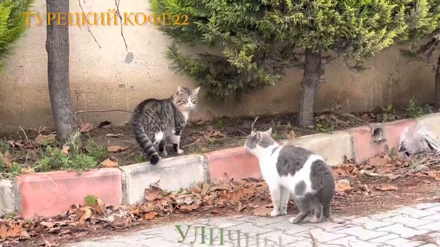 🐈 Ужин у кошек. Кто может быть лучше кота? 06.01.2023 смотреть онлайн
