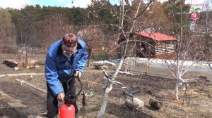 Как спасти погрызенное дерево? #urozhainye_gryadki