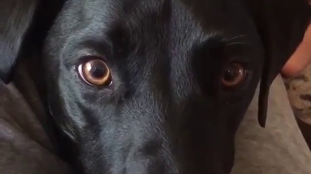 Пёс лезет за печеньками смотреть онлайн