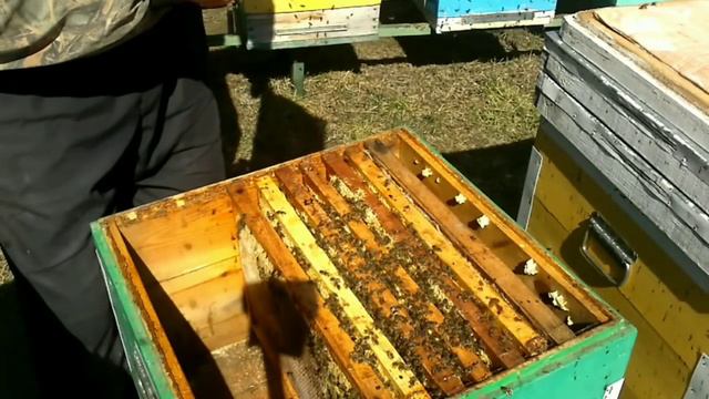 БАКФАСТ F1 ВЕСЕННЯЯ РЕВИЗИЯ 05.04.18 г. смотреть онлайн