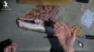 Как чистить, разделывать и заморозить рыбу пеленгас в домашних условиях. Выпуск #8