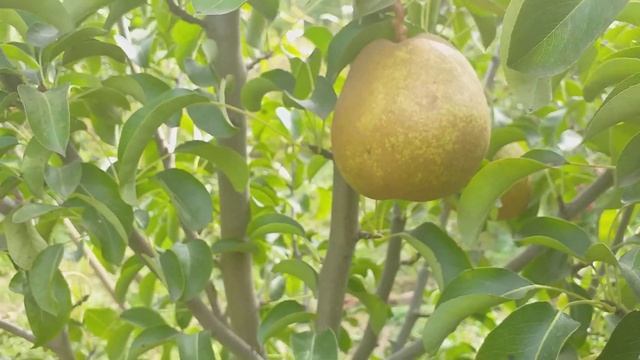 Груша сорт зимний Анжелис(Анжерская Лилия)(Pear Angelis) смотреть онлайн