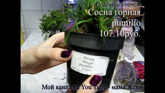 Где я купила невероятно дешевые хвойники? Отзыв -3: луковичные и многолетники: как не разориться? смотреть онлайн