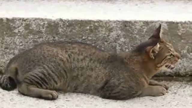 吉備津彦神社の猫１ смотреть онлайн