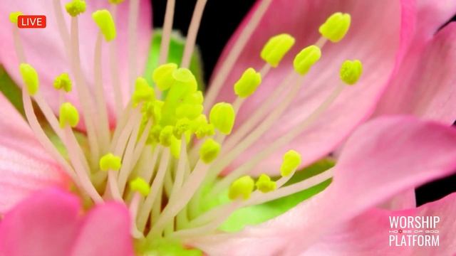 Манишь Ты меня - Live Worship @houseofgodLT @Nebesnayacivilizacia смотреть онлайн