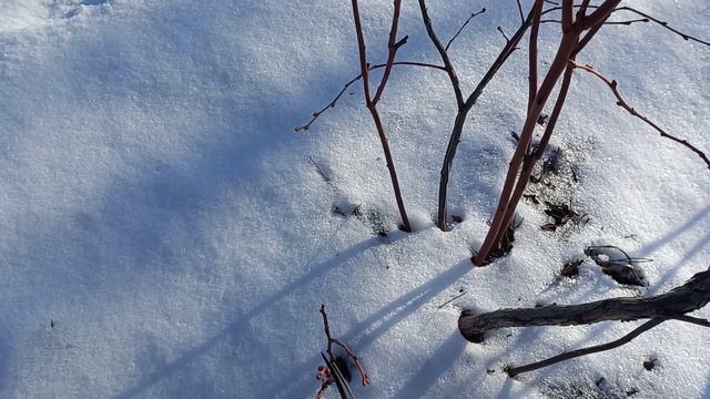 Что оставить для отводок, что только прищепнуть. Важные моменты при обрезке. смотреть онлайн