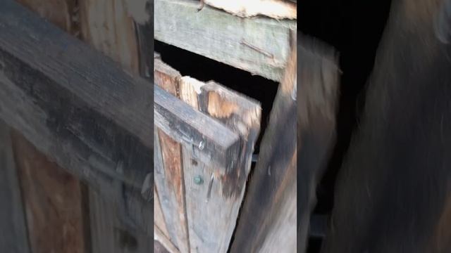 От этого видео мы будем снимать про домик(участники) Я меня зовут Матвей Дима, Лëха, Женя. смотреть онлайн