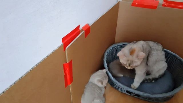 Кормление и уход за котятами возраст от 4 недель?британские котята смотреть онлайн