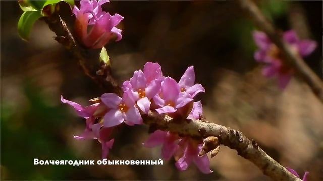 Волчеягодник обыкновенный смотреть онлайн
