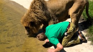 Два вожака на водопое! Вожак всех прайдов и человек-лев! Тайган