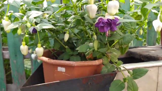 Цветочное жаркое утро. Вкусная галета #лето #сад #цветывсаду#flowers #пеларгония#sad #фуксия смотреть онлайн