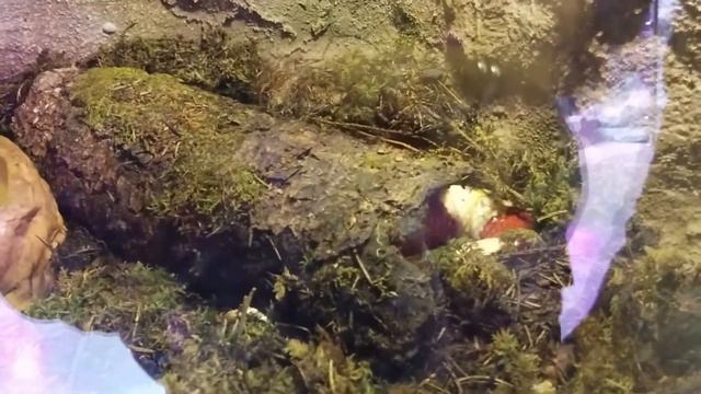 24 июня. Зоопарк насекомых. смотреть онлайн