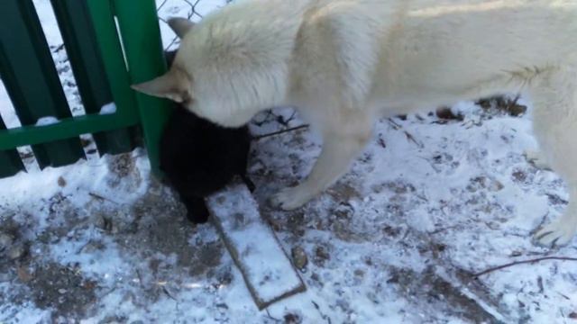 Это всё потому, что кто-то слишком много ест. смотреть онлайн