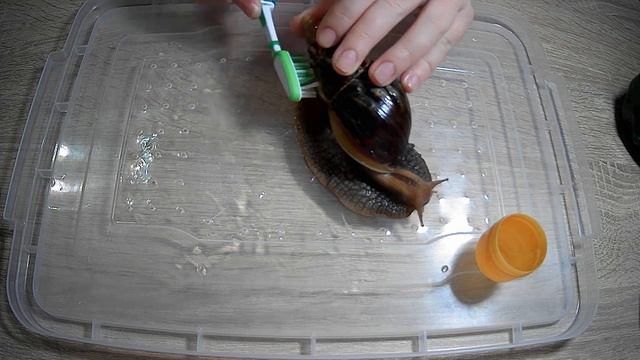 Чистим ракушку улитки! смотреть онлайн