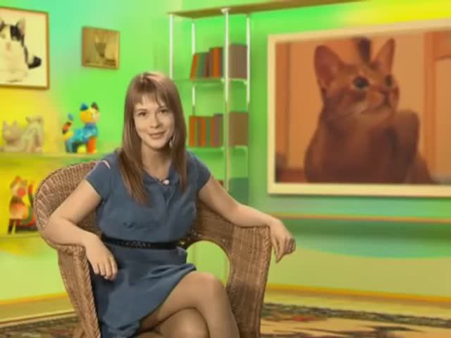 Тонкинская кошка смотреть онлайн