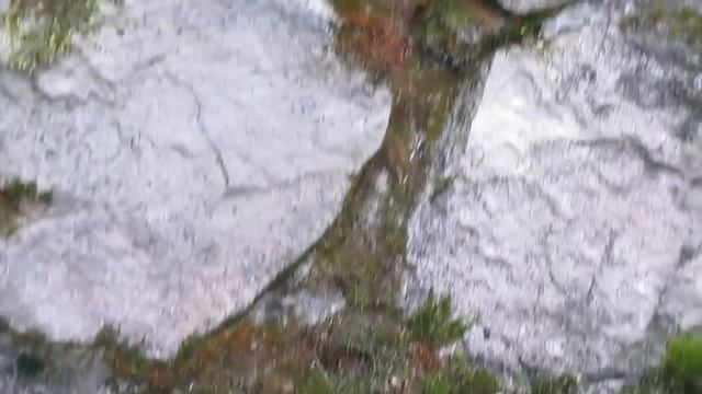 Розы и петунии в вазонах на исходе лета Красота Краткий обзор смотреть онлайн