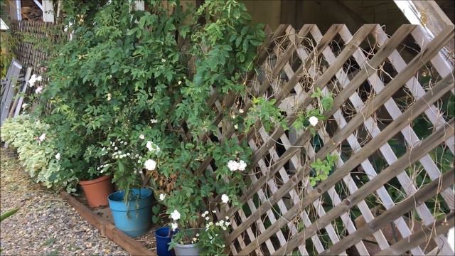 Garden Journal 2018 July 2 смотреть онлайн