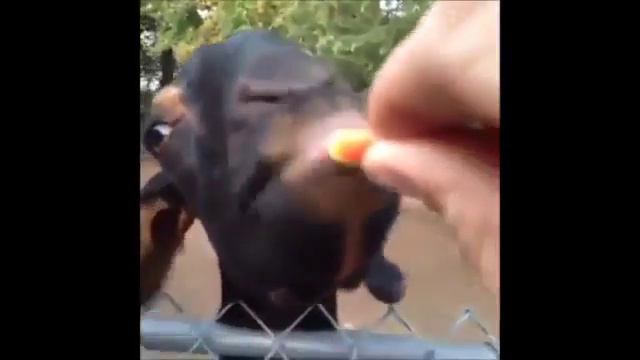 Топ 100 смешных животных , засмеешся лайк и подписка :)