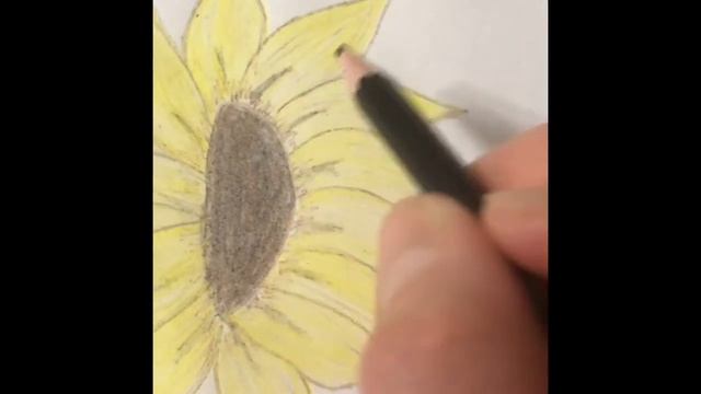 Рисуем подсолнух цветными карандашами смотреть онлайн