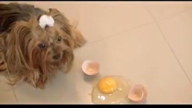 Озвучка рекламы кухонь Хандель смотреть онлайн