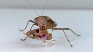 Богомол ест богомола! Prohierodula picta vs Creobroters sp.