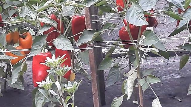 Лучший сорт сладкого перца Сочник. Рассада. смотреть онлайн
