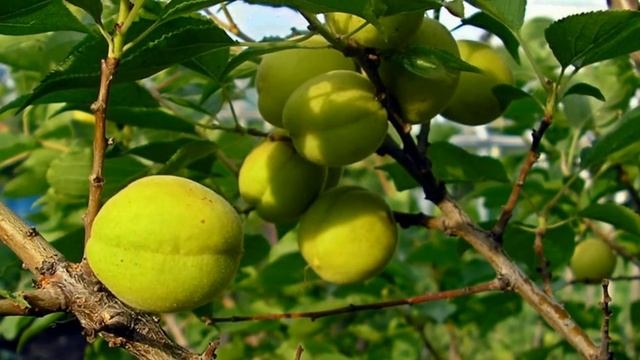 ПОЁТ:  Виктор Смирнов  -  Снится город ...