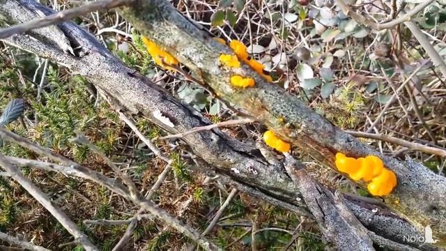 Tremella mesenterica - Hongo gelatina amarilla. Monte San Lois (Noia). Ría de Noia смотреть онлайн