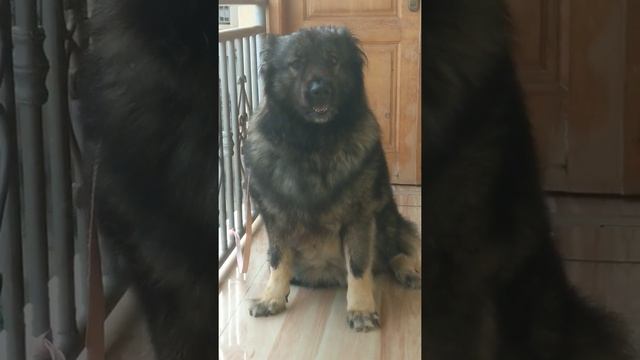 Caucasian Shepherd Fierce Barking