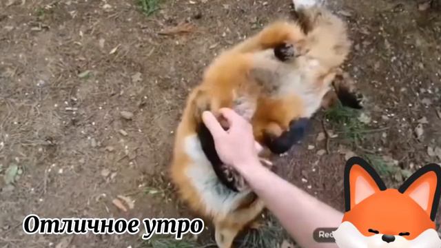 Алиса- лиса кусается всё видео. смотреть онлайн