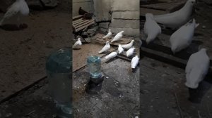 Яблочный уксус для голубей!