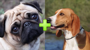 15 Угарных гибридов собак разных пород Часть 2 / Смешно до слез