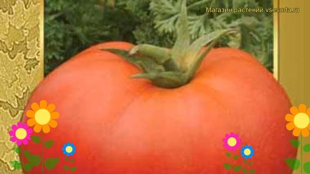 Томат обыкновенный Добрый молодец. Краткий обзор, описание характеристик Dobryy molodets смотреть онлайн