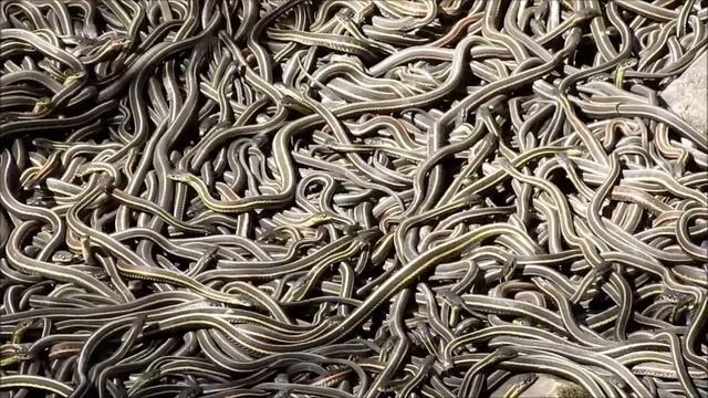Living Carpet of Snakes! смотреть онлайн