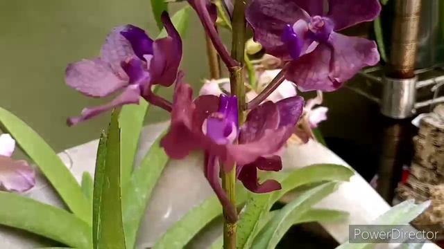 Few updates & Motes Vanda Haul... It's a lot of plants! смотреть онлайн